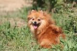 SPITZ ALLEMAND 465